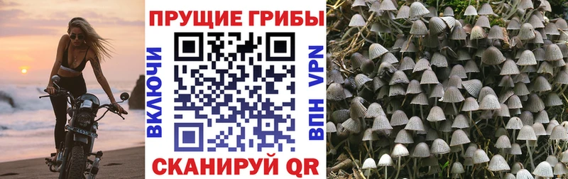 МЕГА зеркало  Павловская  Псилоцибиновые грибы Psilocybine cubensis 